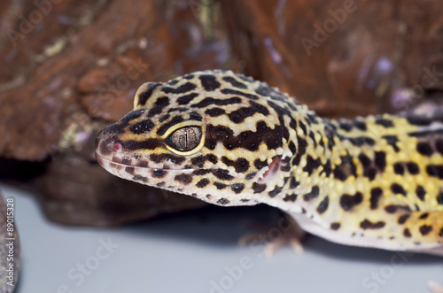 Leopard gecko in front of rock © artmossphere