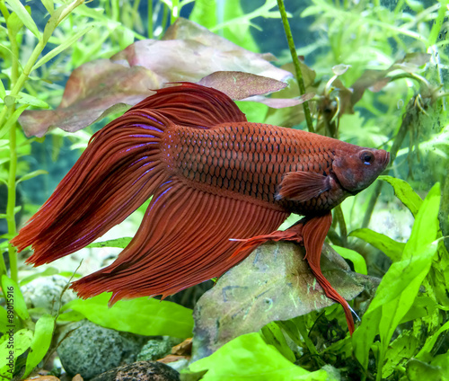 Aquarium Betta Splendens Mail photo