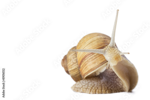 Studio shot of funny snail isolated on white.