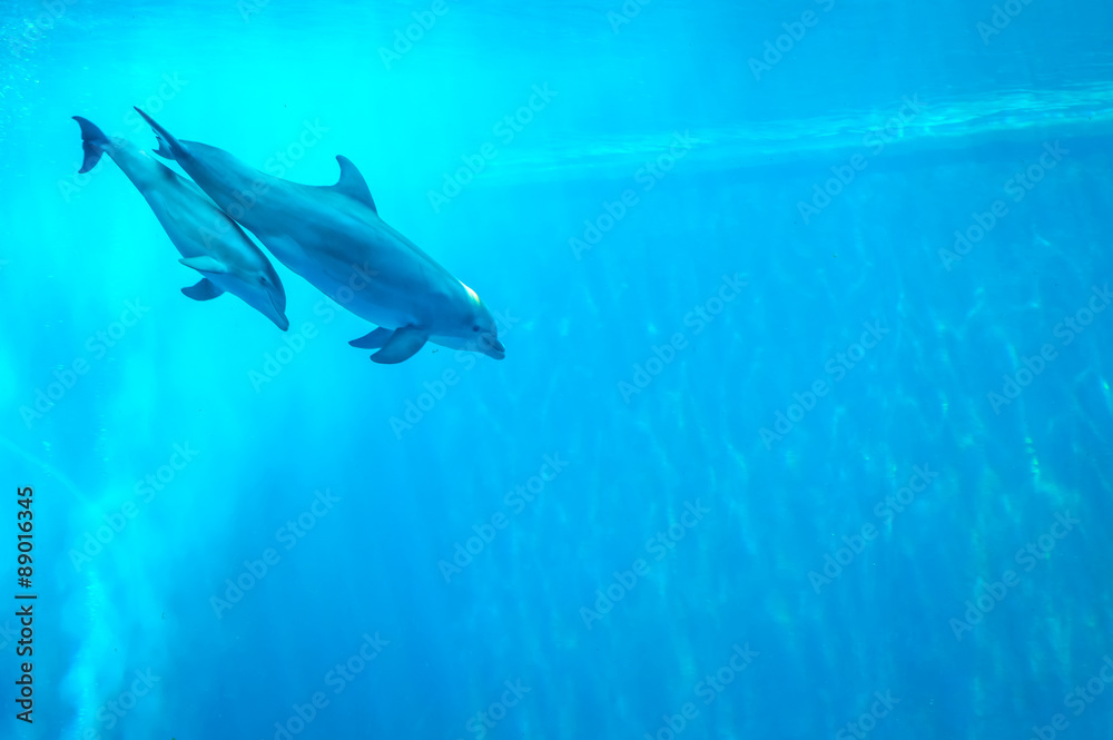 Obraz premium Mother and child dolphin swimming in an aquarium pool