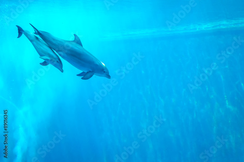 Obraz na plátně Mother and child dolphin swimming in an aquarium pool