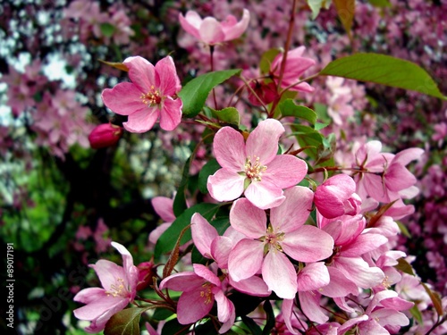 Цветы яблони весной 