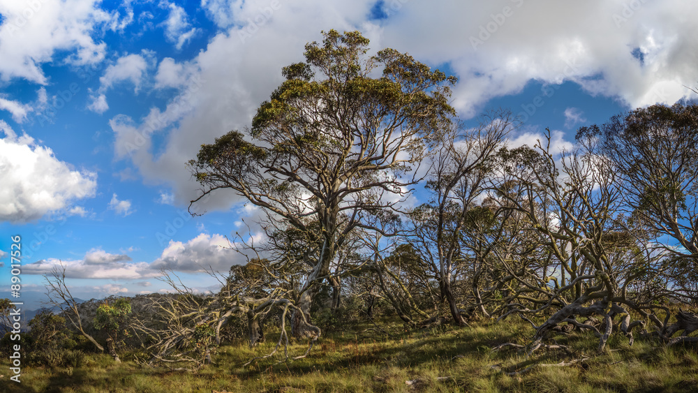 Obraz premium Australian Alpine National Park