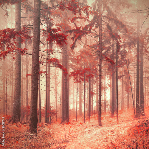 Fantasy red color saturated and foggy forest landscape. Picture was taken in south east Slovenia, Europe.