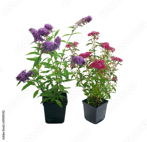 Shrubs in containers on a white background © 7monarda
