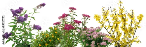Panel kuchenny z motywem Shrubs on a white background