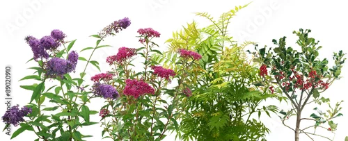 Panel kuchenny z motywem Shrubs on a white background