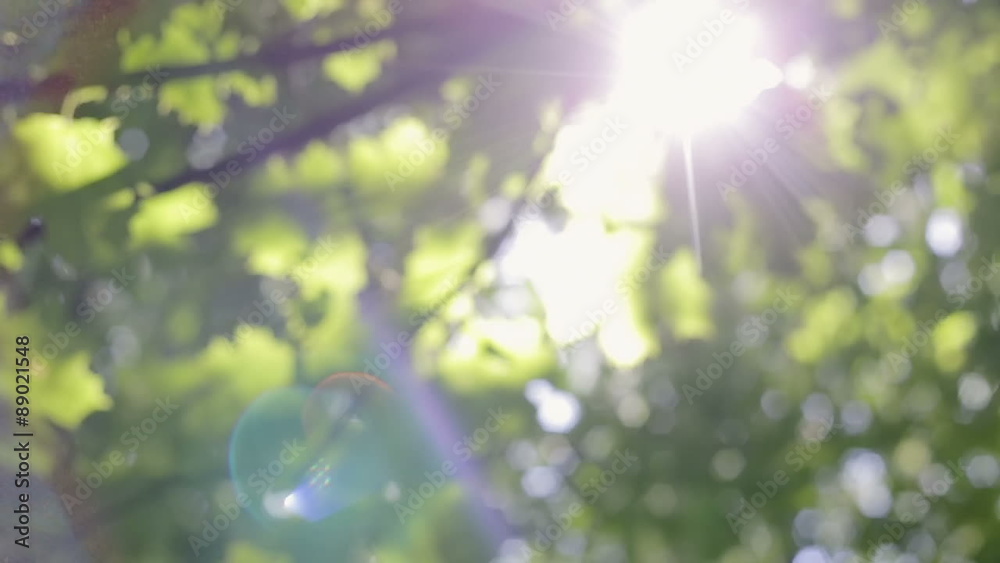 Fresh verdure, sunlight through the leaves, sunshine filtering