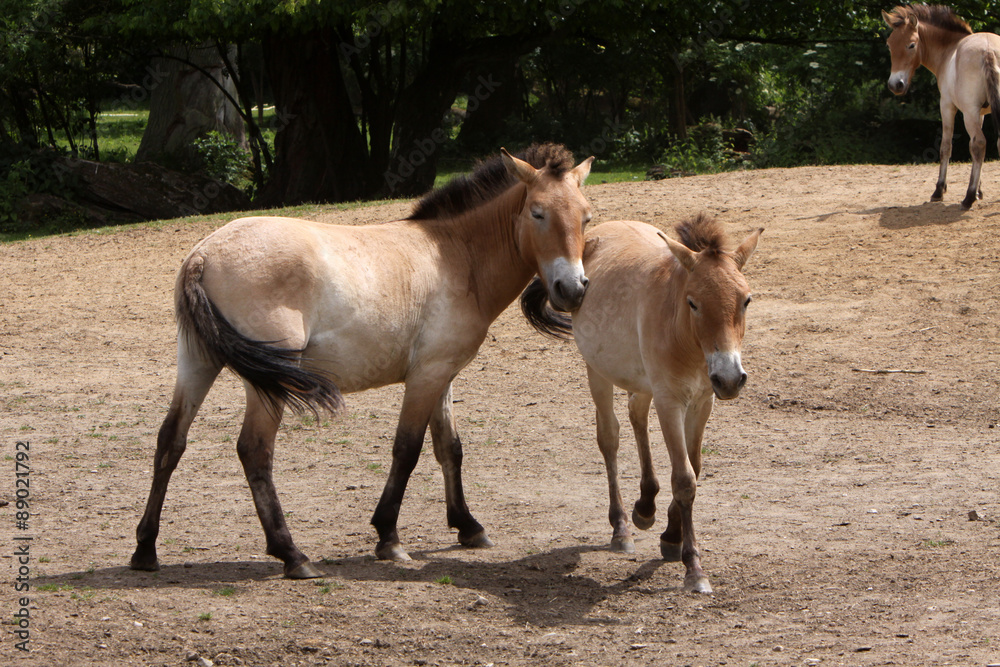 Obraz premium Przewalski-Pferde