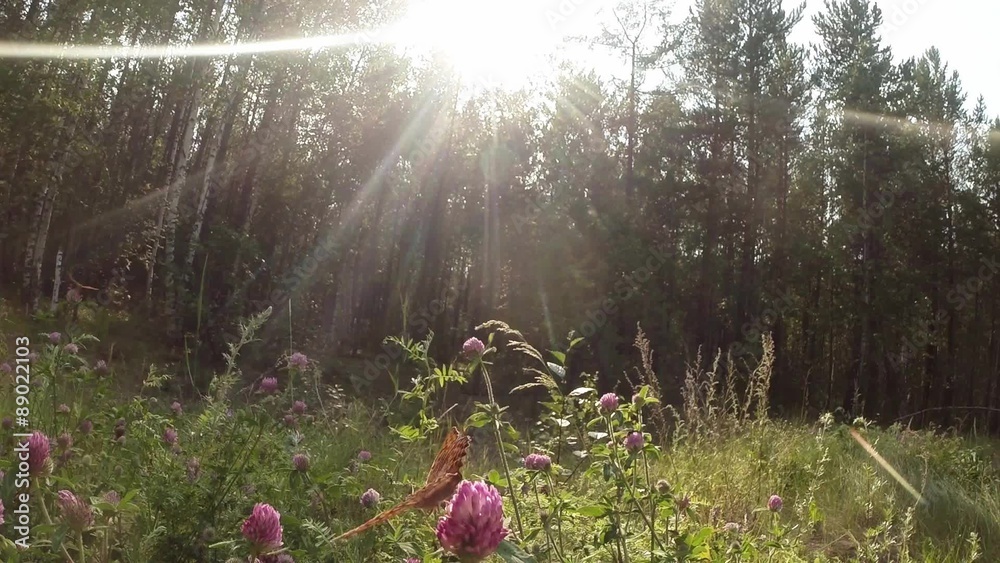 butterfly on a pink clover nectar drink in the sun in the forest
butterfly on a pink clover nectar drink in the sun in the forest