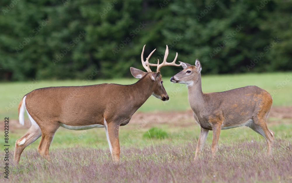 Whitetail deer doe and buck approach each other in an open field. Whitetail deer doe and buck approach each other in an open field.