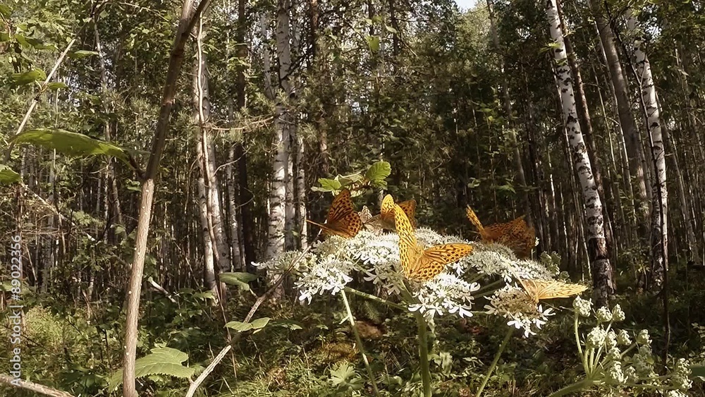 few spotty brown butterfly on a huge white flower in the forest few spotty brown butterfly on a huge white flower in the forest