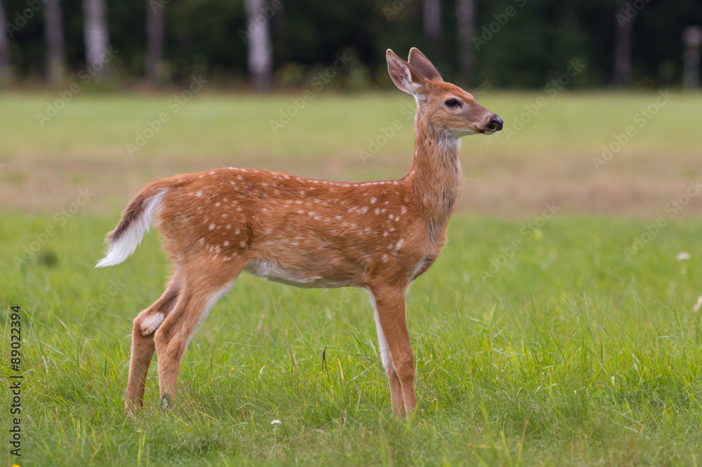 Whitetail deer fawn with spots standing in a meadow. Whitetail deer fawn with spots standing in a meadow.