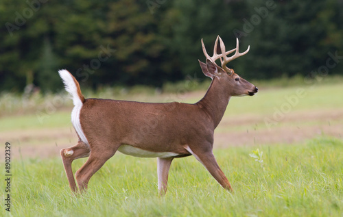 Tropy whitetail deer buck trotting across an open field.