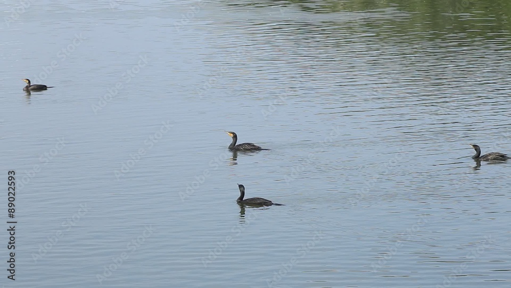 水面をただようカワウ(河鵜)の群れ 水面をただようカワウ(河鵜)の群れ