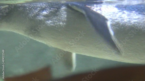 A fairy penguin, also known as a little penguin, the world's smallest penguin, is floating in the pond, view through the glass photo