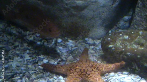 Black urchin and Wilsons Sea Star Nectria wilsoni on bottom and little coral fish photo