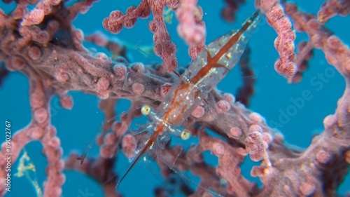 Transluent Gorgonian Shrimp. Manipontonia psamathe, Commensal shrimp, Palaemonidae photo