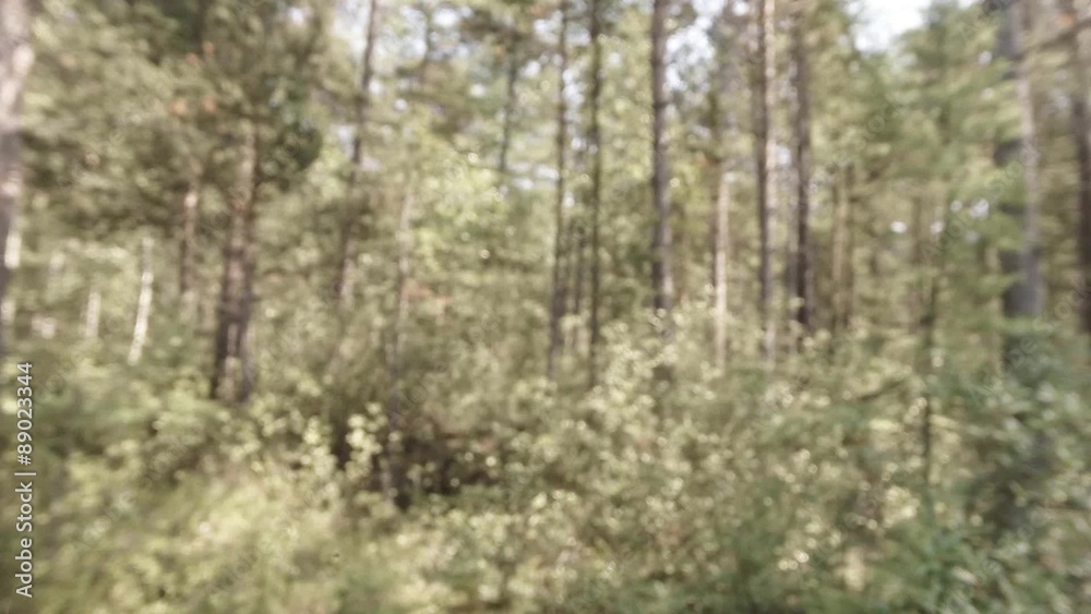 small midge flies flock in a forest in defocusing
small midge flies flock in a forest in defocusing