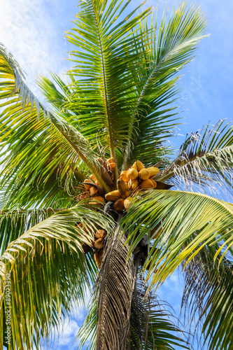 Coconut tree fruit in Thailand