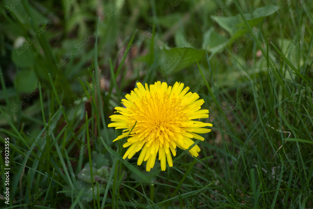 Yellow dandelion flower and leaves in a lawn Yellow dandelion flower and leaves in a lawn