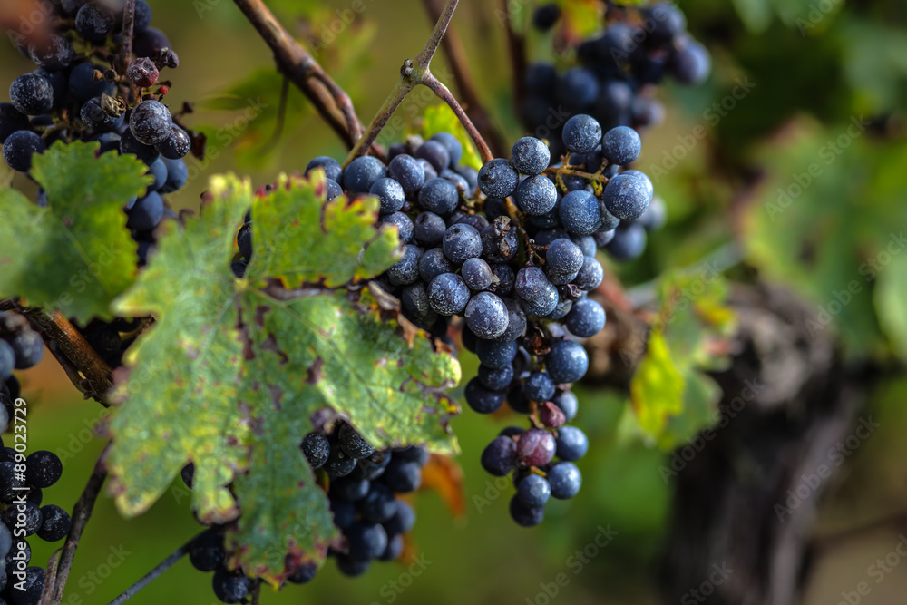 ripe grapes before harvest, Bordeaux, France