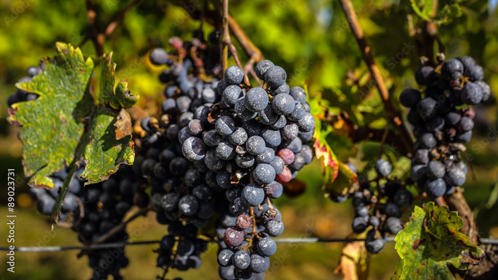 ripe grapes before harvest, Bordeaux, France