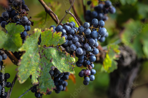 ripe grapes before harvest, Bordeaux, France