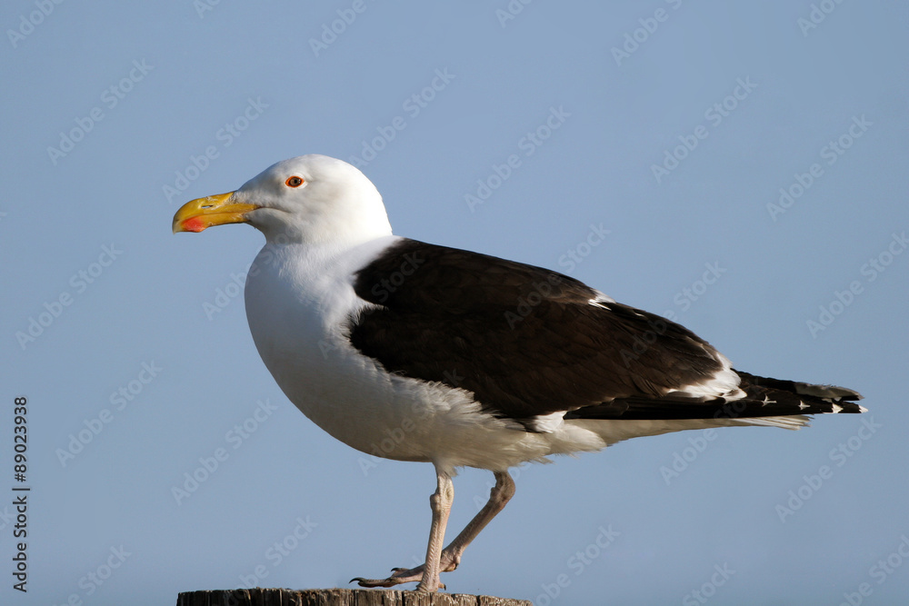 Kelp Gull on the Atlantic coast Kelp Gull on the Atlantic coast