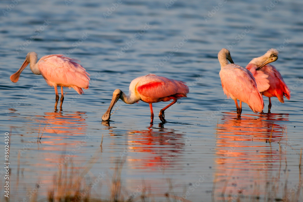 Four Roseate Spoonbills in warm light with reflections on the Florida coast