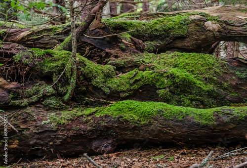 Moss on Fallen Logs © kellyvandellen
