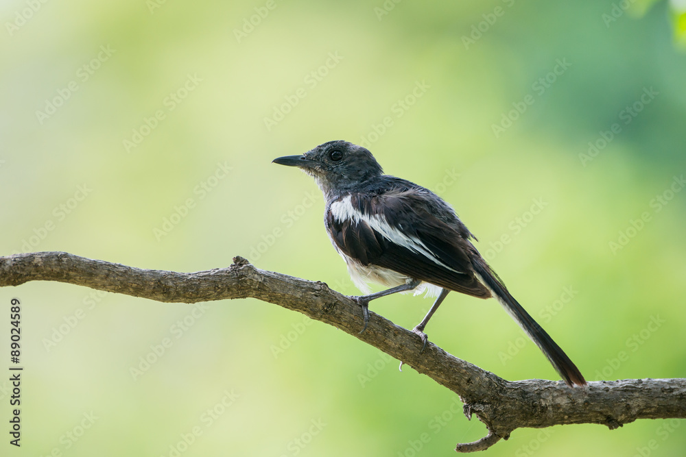 Fototapeta premium oriental magpie-robin