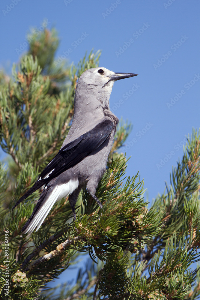 Clark's Nutcracker in a pine tree in Dinosaur National Park in Colorado Clark's Nutcracker in a pine tree in Dinosaur National Park in Colorado