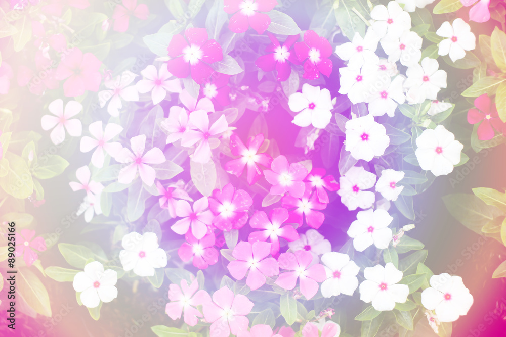 little flowers background