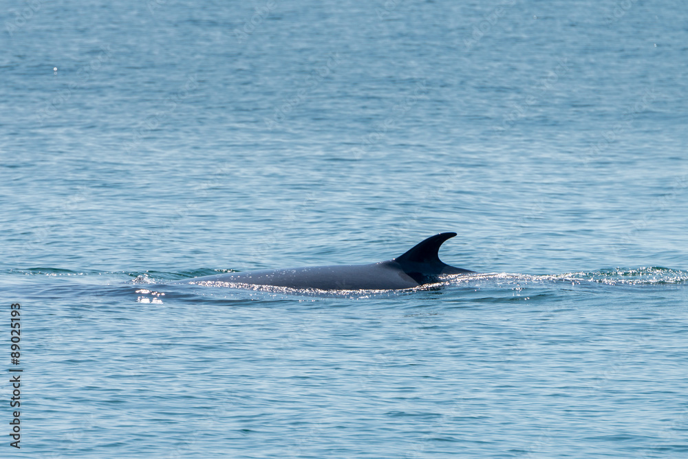 Fototapeta premium Bryde whale in gulf of thailand