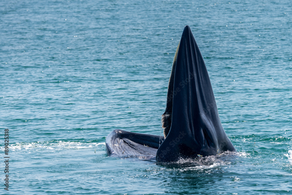 Fototapeta premium Bryde whale in gulf of thailand