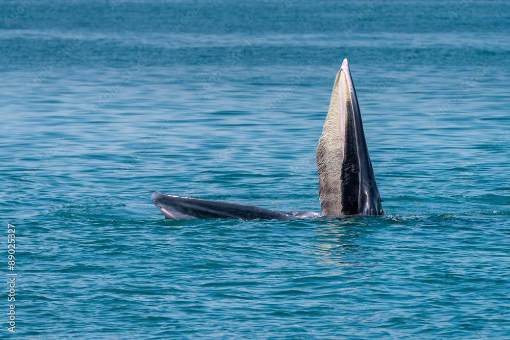 Fototapeta premium Bryde whale in gulf of thailand