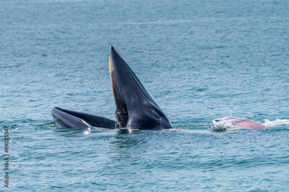 Fototapeta premium Bryde whale in gulf of thailand