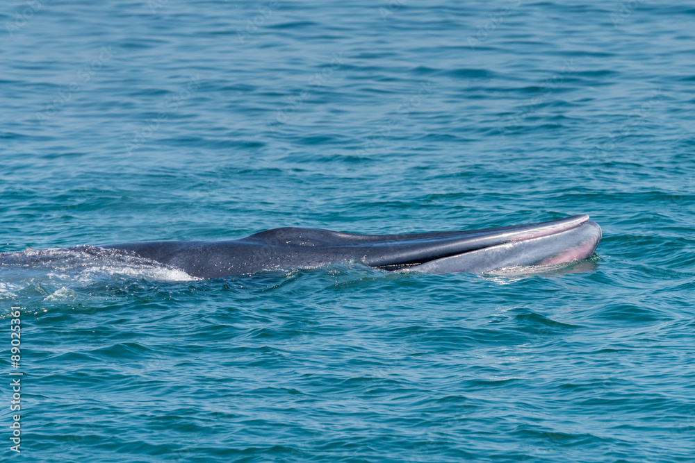 Fototapeta premium Bryde whale in gulf of thailand