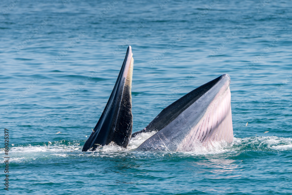 Fototapeta premium Bryde whale in gulf of thailand
