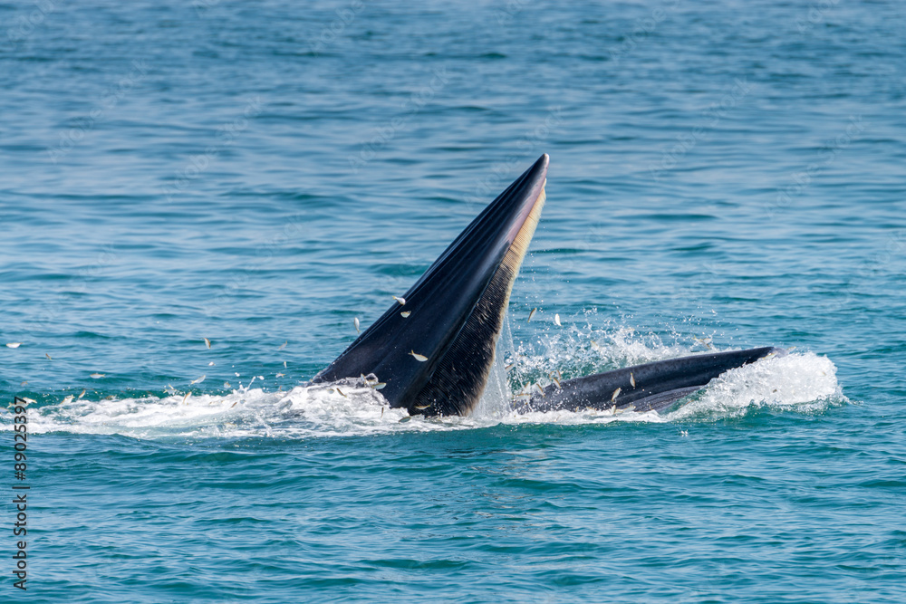 Fototapeta premium Bryde whale in gulf of thailand