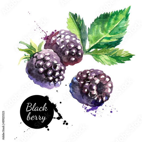 Hand drawn watercolor painting  blackberry on white background. 