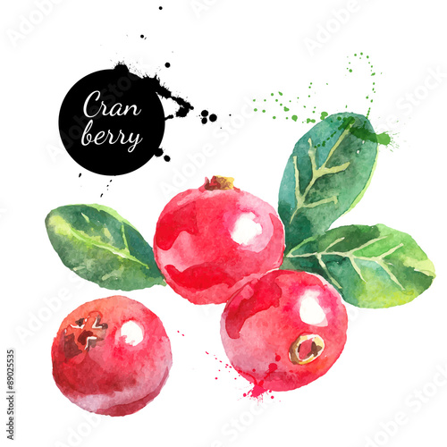 Hand drawn watercolor cranberry painting on white background
