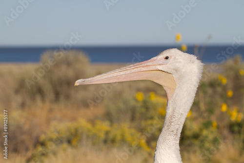 Closeup profile portrait of a White Pelican on the shore of Utah's Great Salt Lake in Antelope Island State Park