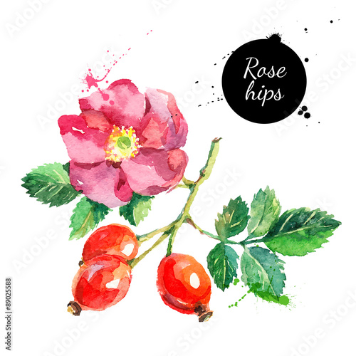 Hand drawn watercolor painting rosehips on white background
