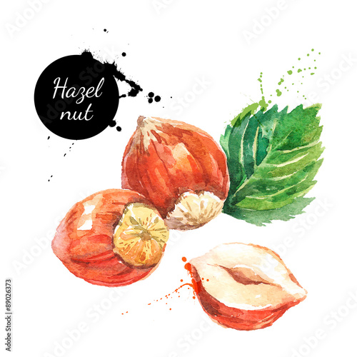 Hand drawn watercolor painting nut on white background