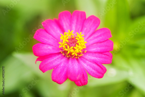 Gerbera  Flower purple color