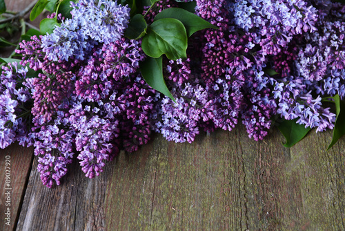  branch of lilac