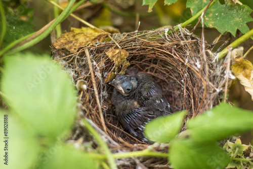 chick in the nest.