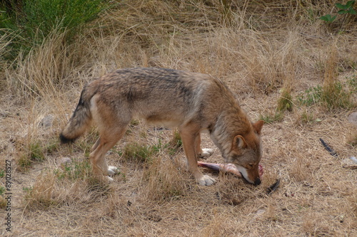 Loup de Mongolie